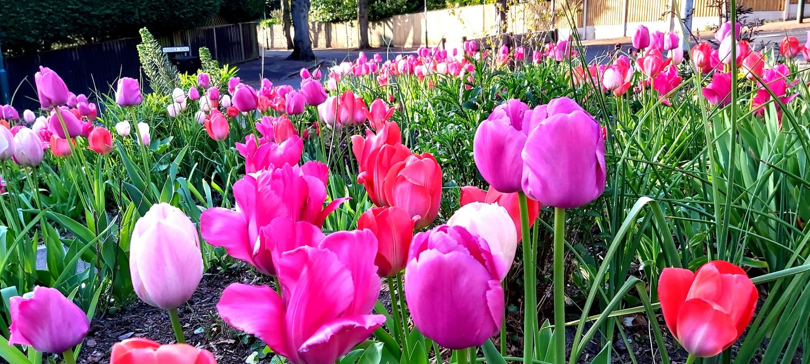Pink and red tulips in a front garden beside a road